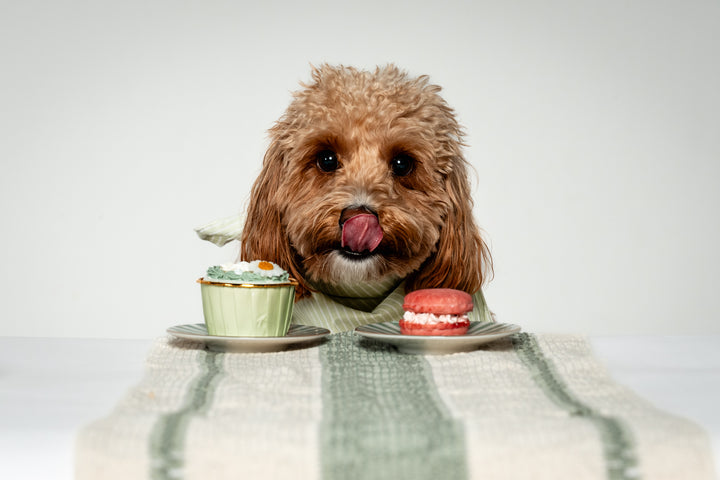 Celebration Cupcake - Atlantic Salmon