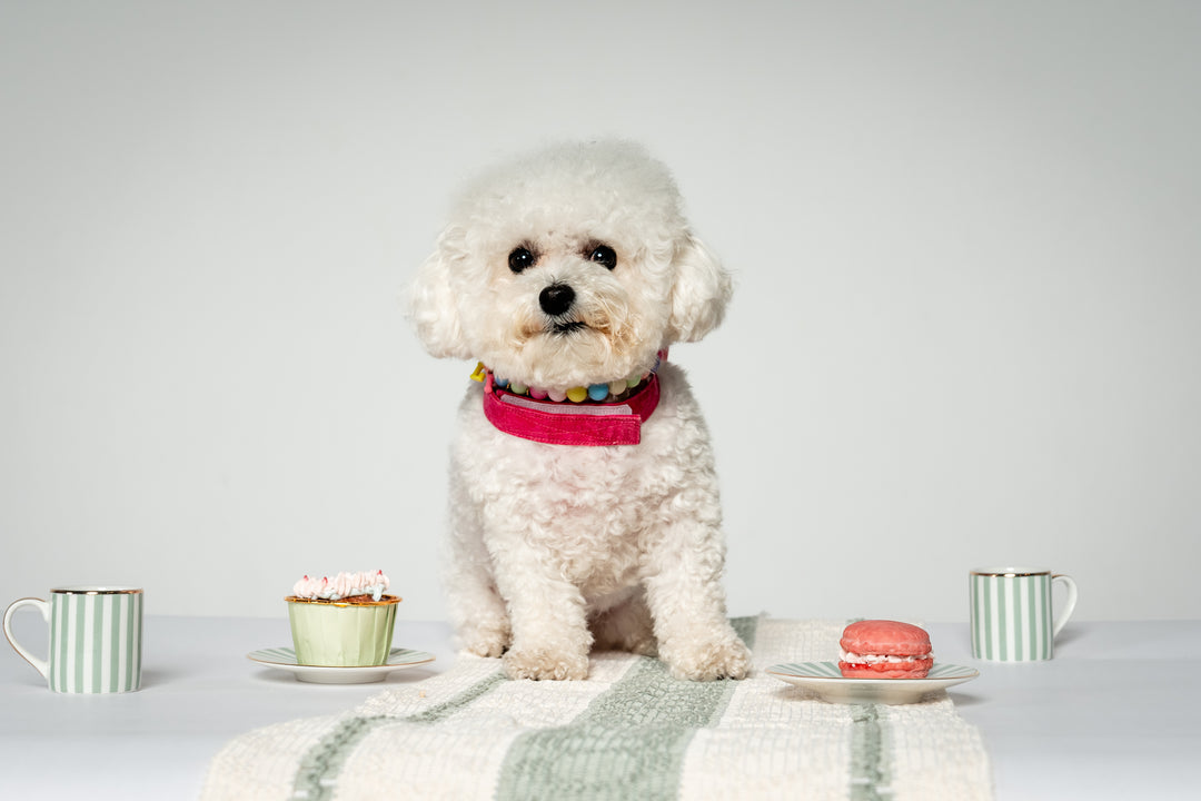 Celebration Cupcake - Atlantic Salmon