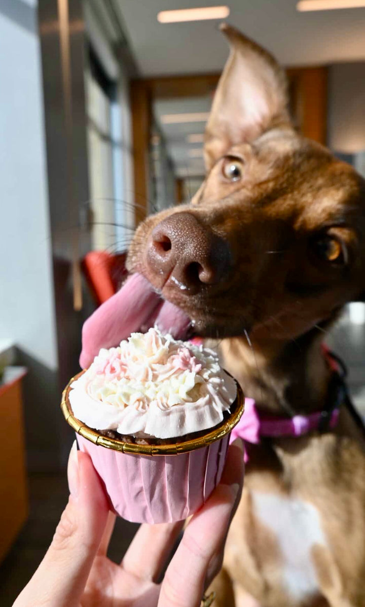 Celebration Cupcake - Organic Grass Fed Beef