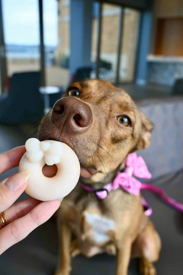 Savory Donuts - Atlantic Salmon