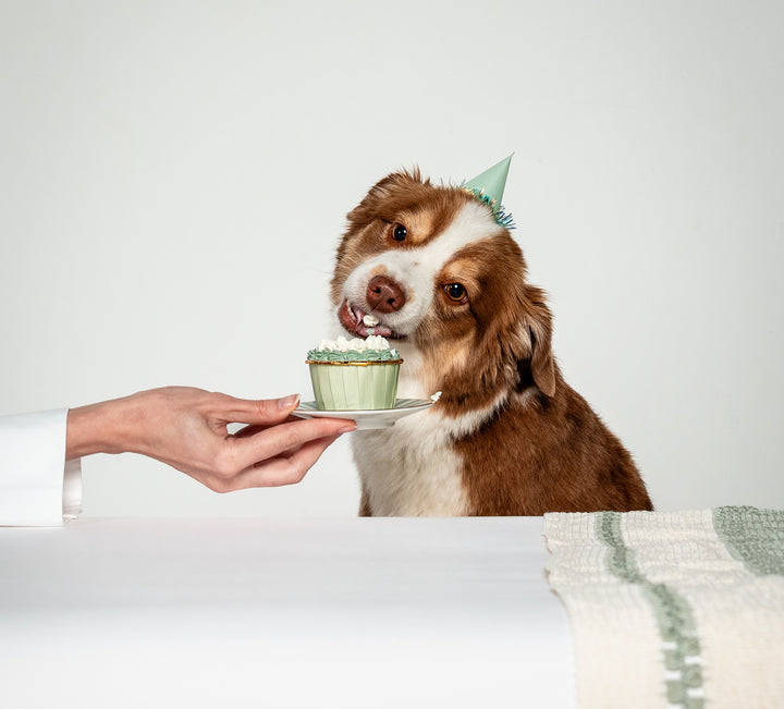 Celebration Cupcake - Free Roam Duck