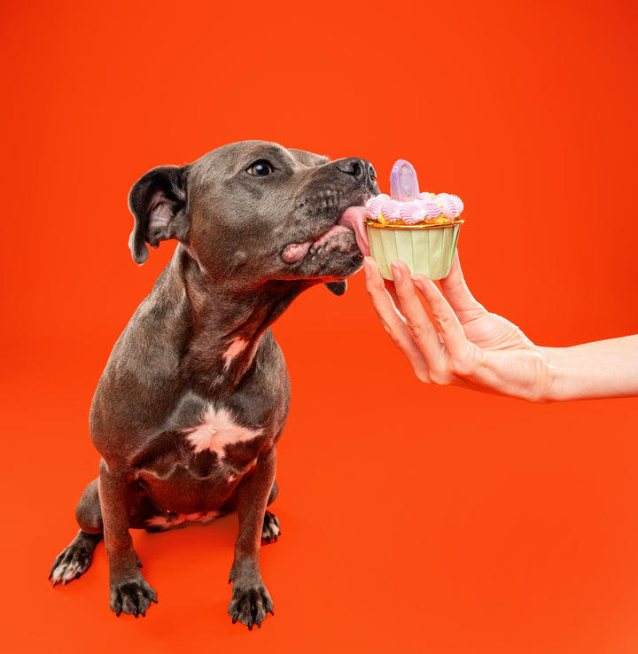 (Limited Edition!) Halloween Celebration Cupcake